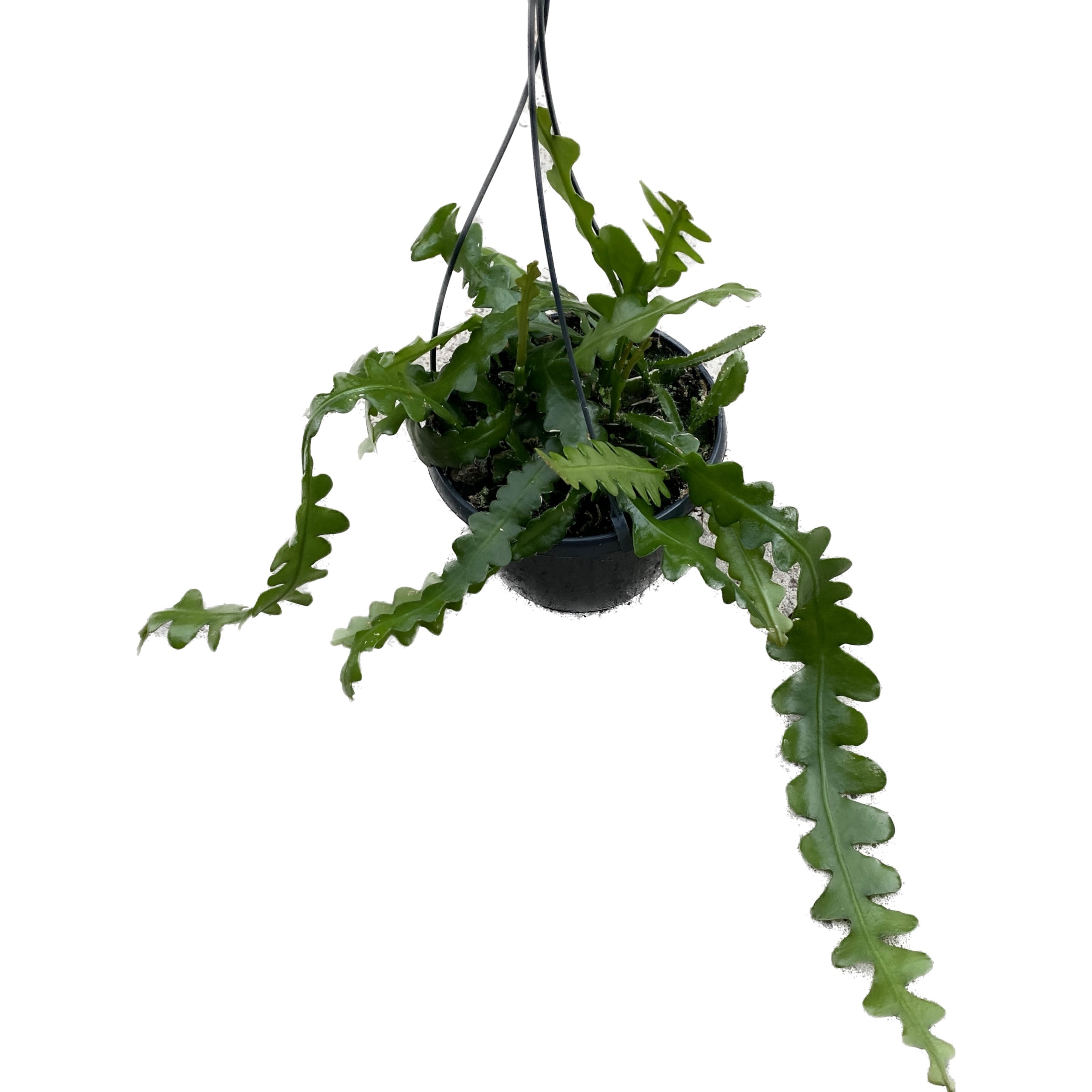 Epiphyllum anguliger D15 - cactusul orhidee (Zig Zag Cactus)