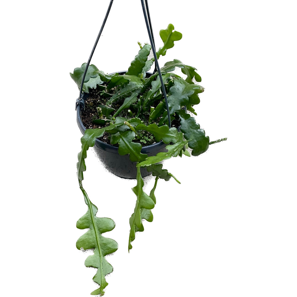 Epiphyllum anguliger D15 - de orchidee cactus (Zig Zag Cactus)