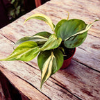 Philodendron hederaceum 'Rio'