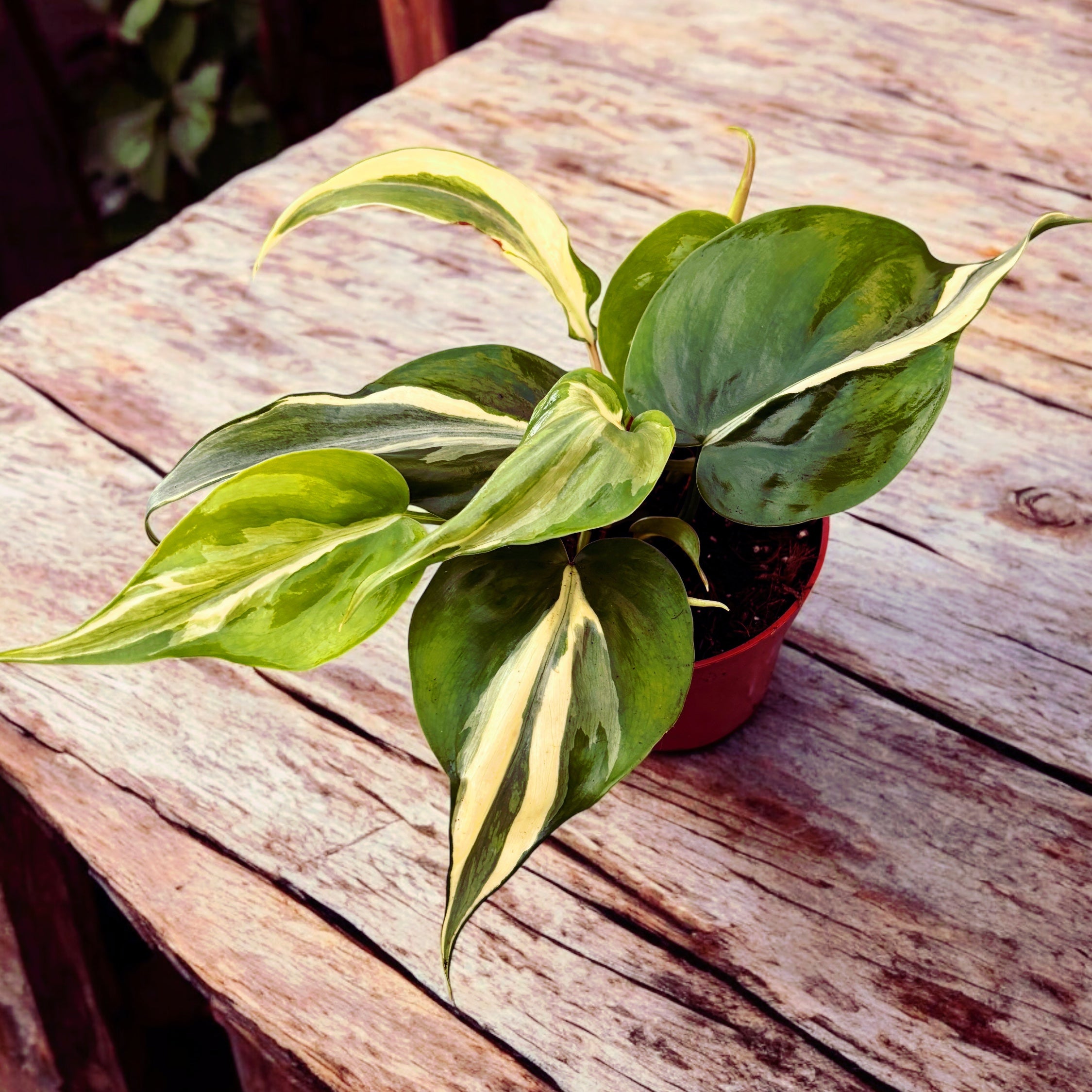 Philodendron hederaceum 'Rio'