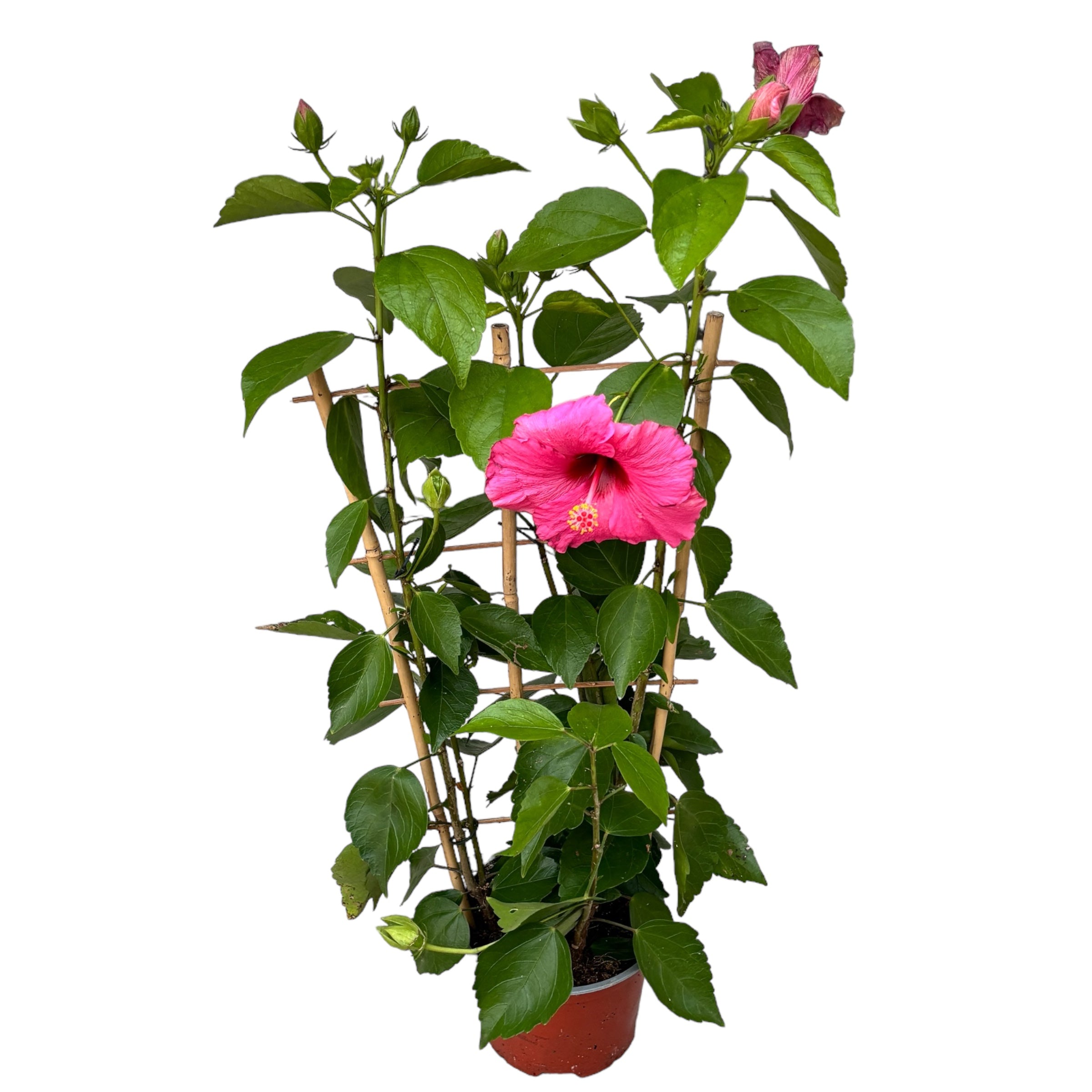 Ibiscus 'Adonis' - exempláře XL 2-3pp