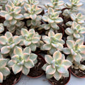 Graptoveria titubans variegata – suculenta decorativa cu frunzis in nuante pastelate