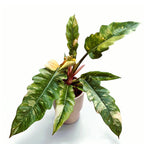 Philodendron 'Ring of Fire' - exemplare bogate