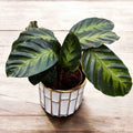 Calathea Warscewiczii