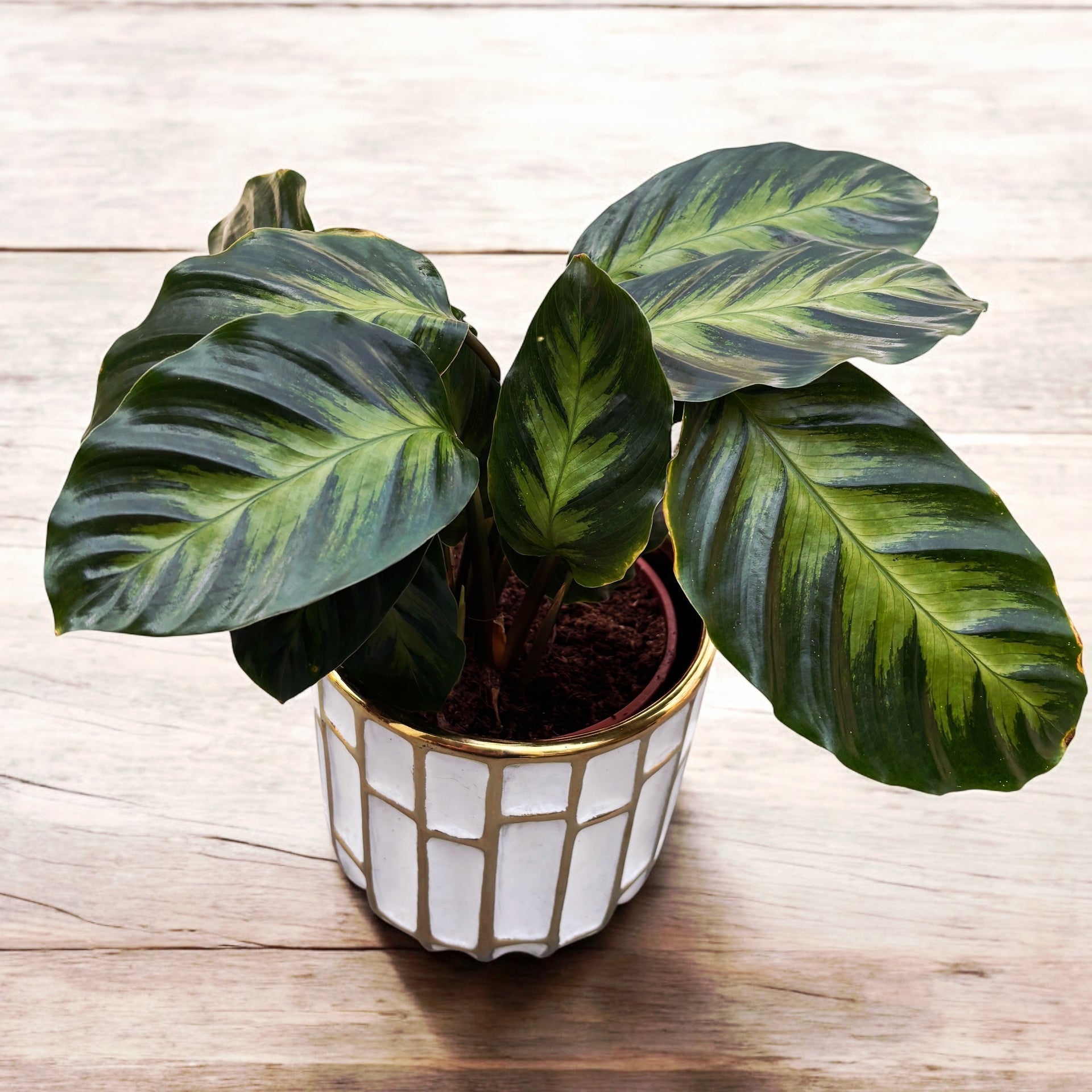 calathea warscewiczii blüte Calathea Warscewiczii – Secret Garden Plant Shop