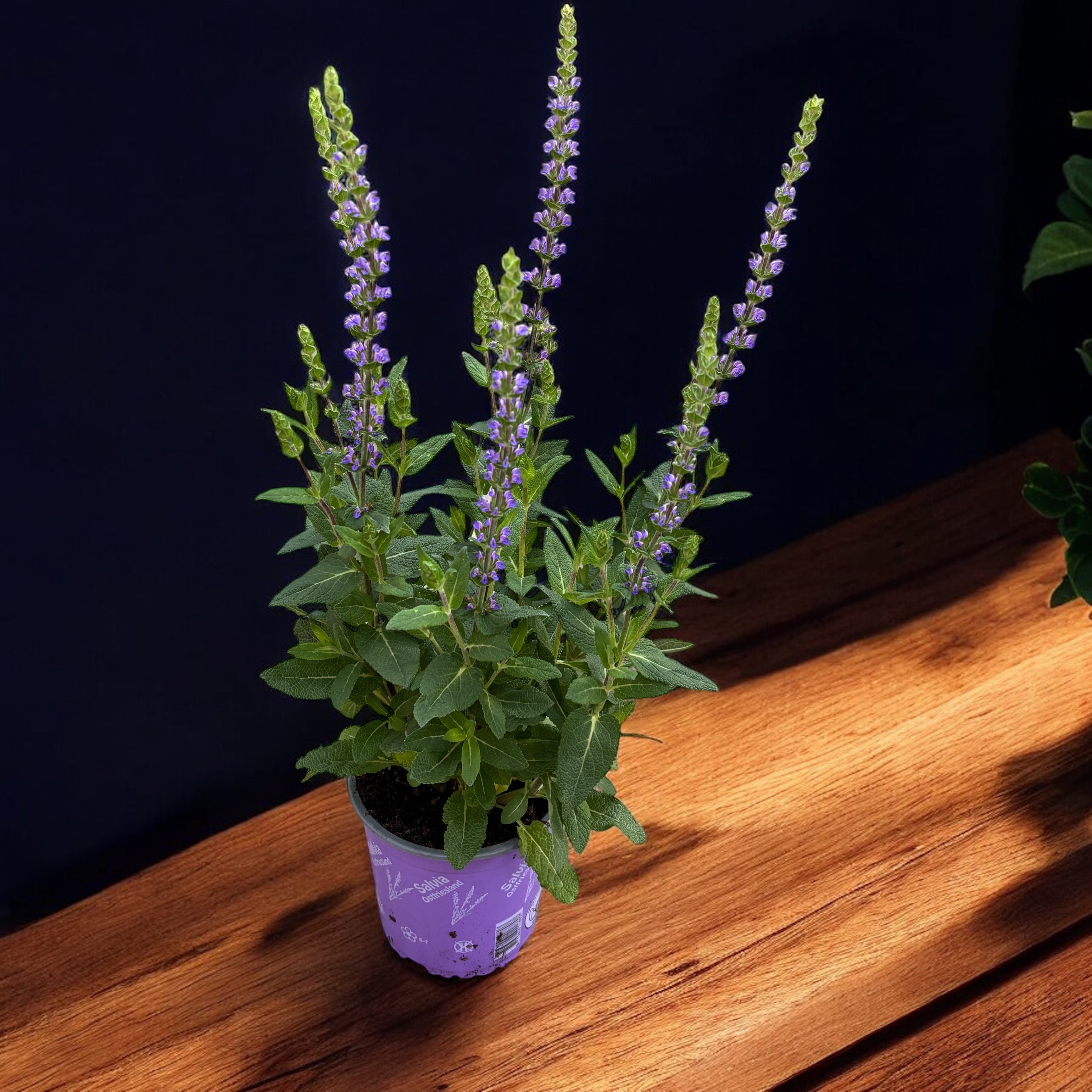 Salvia nemorosa 'Ostfriesland' - Salvia ‘Ostfriesland’ – salvie perena cu inflorire bogata