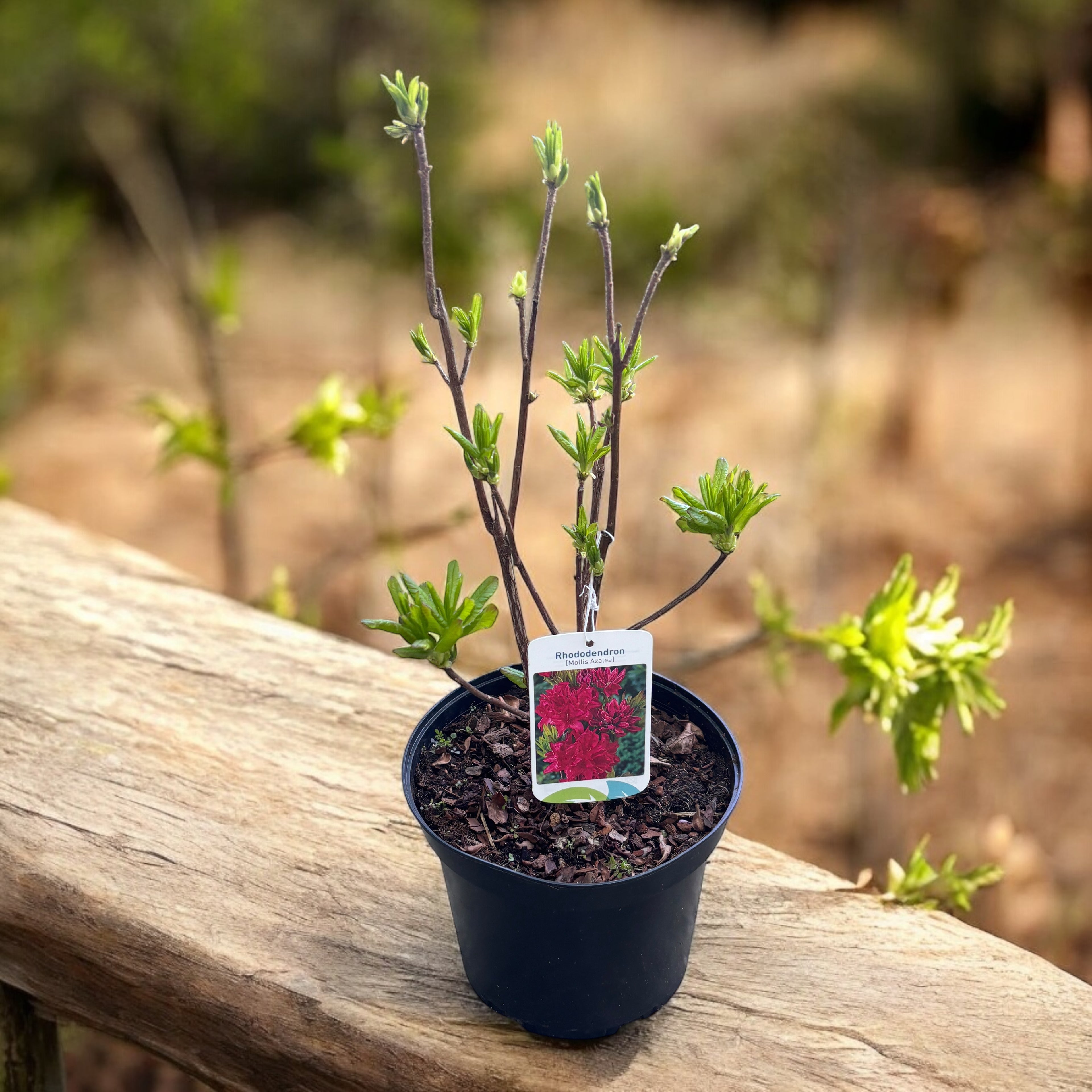 Rhododendron 'Fireball'