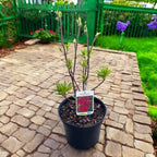 Rhododendron 'Fireball'