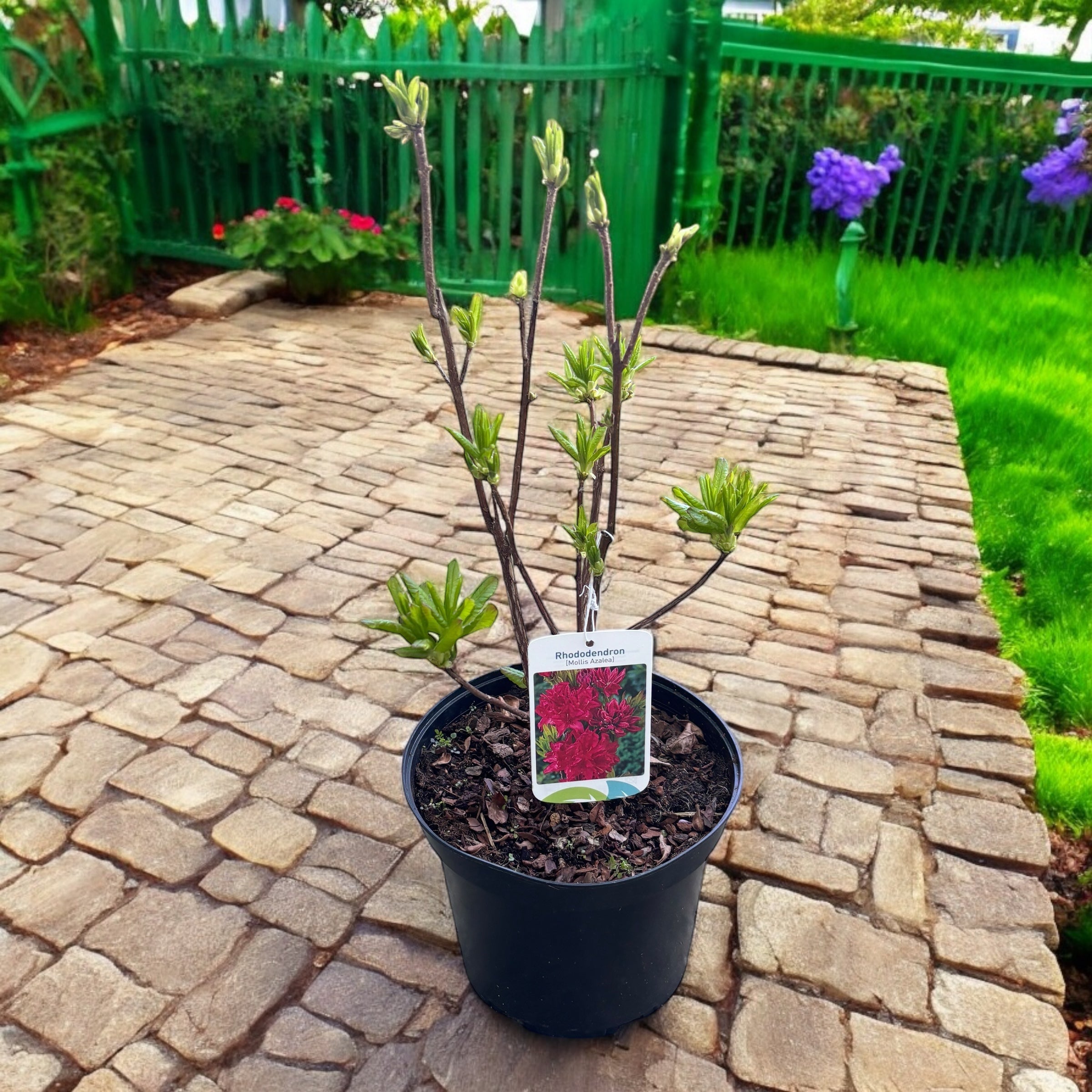 Rhododendron 'Fireball'