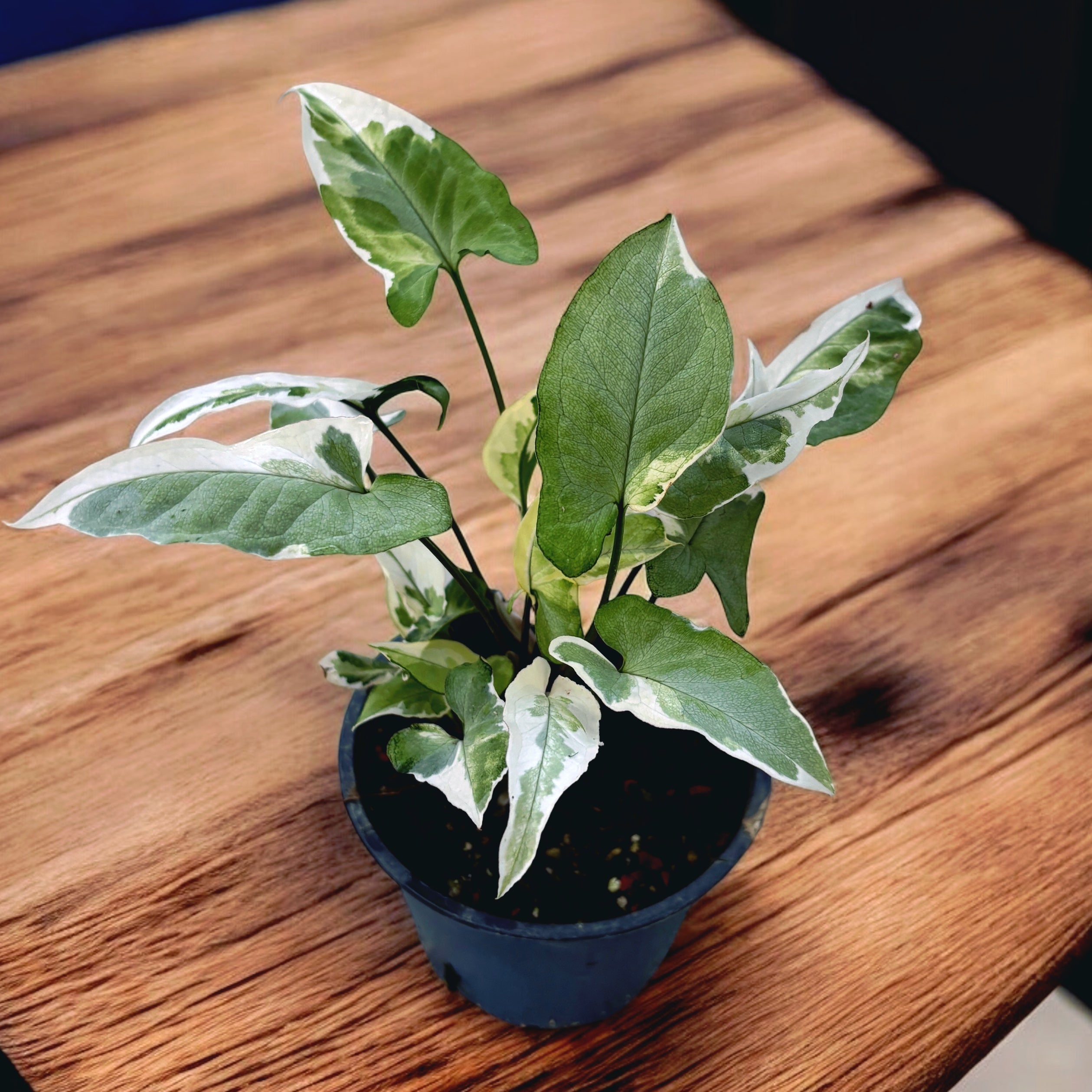 Syngonium 'Starlite'