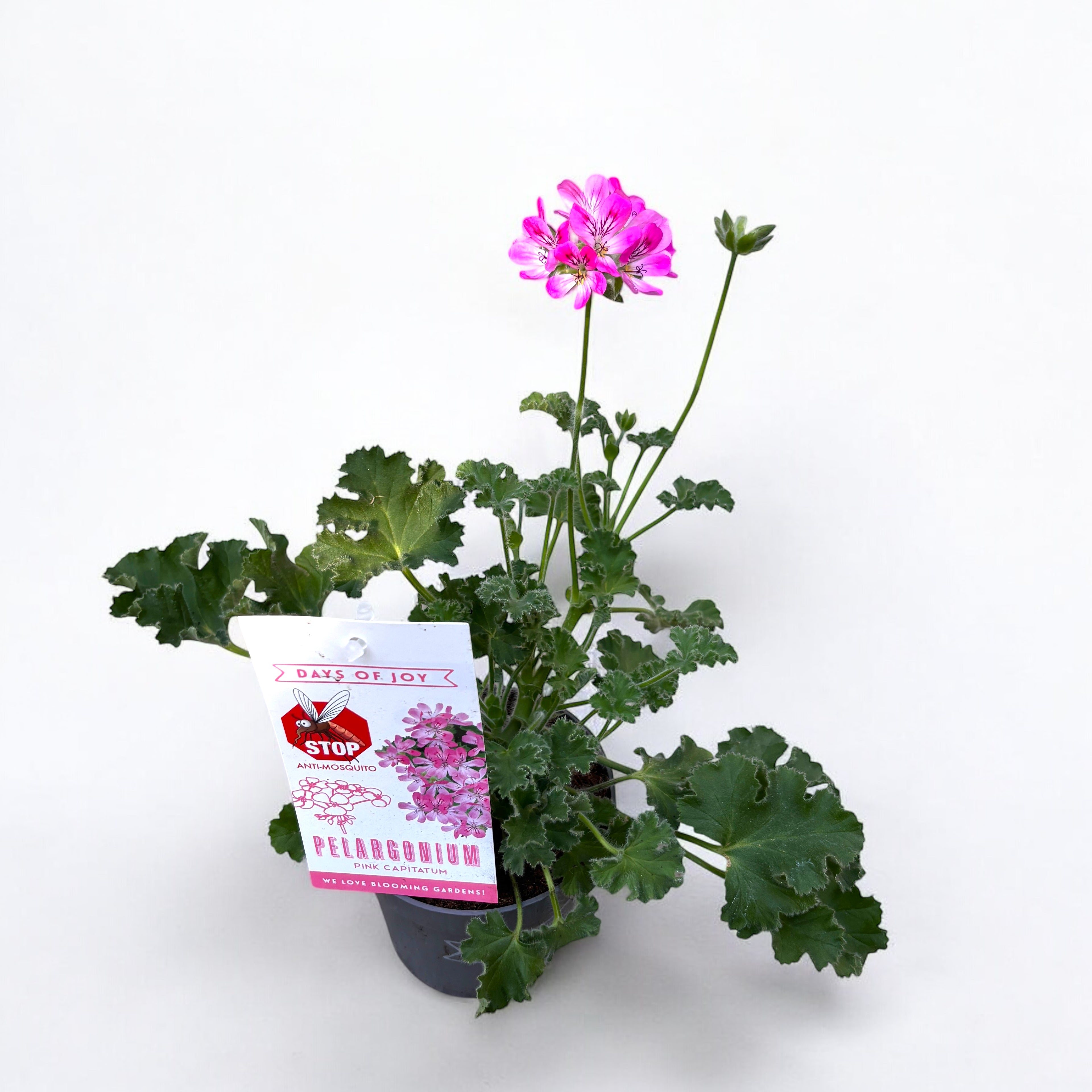 Muscate antitantari parfumate - Pelargonium ‘Pink Capitatum’