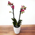 Phalaenopsis Alice peloric