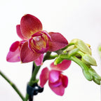 Phalaenopsis Alice peloric