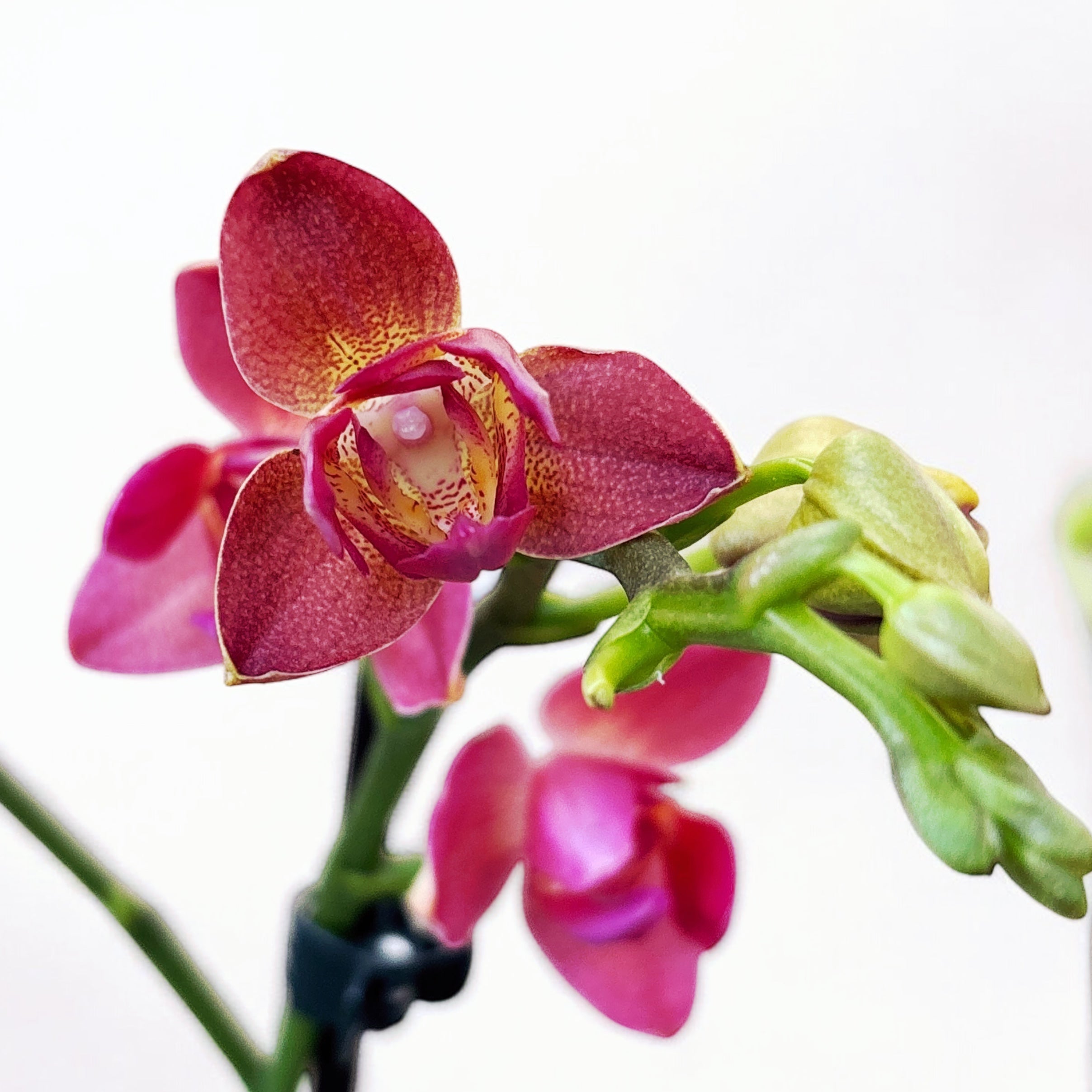 Phalaenopsis Alice pelorique