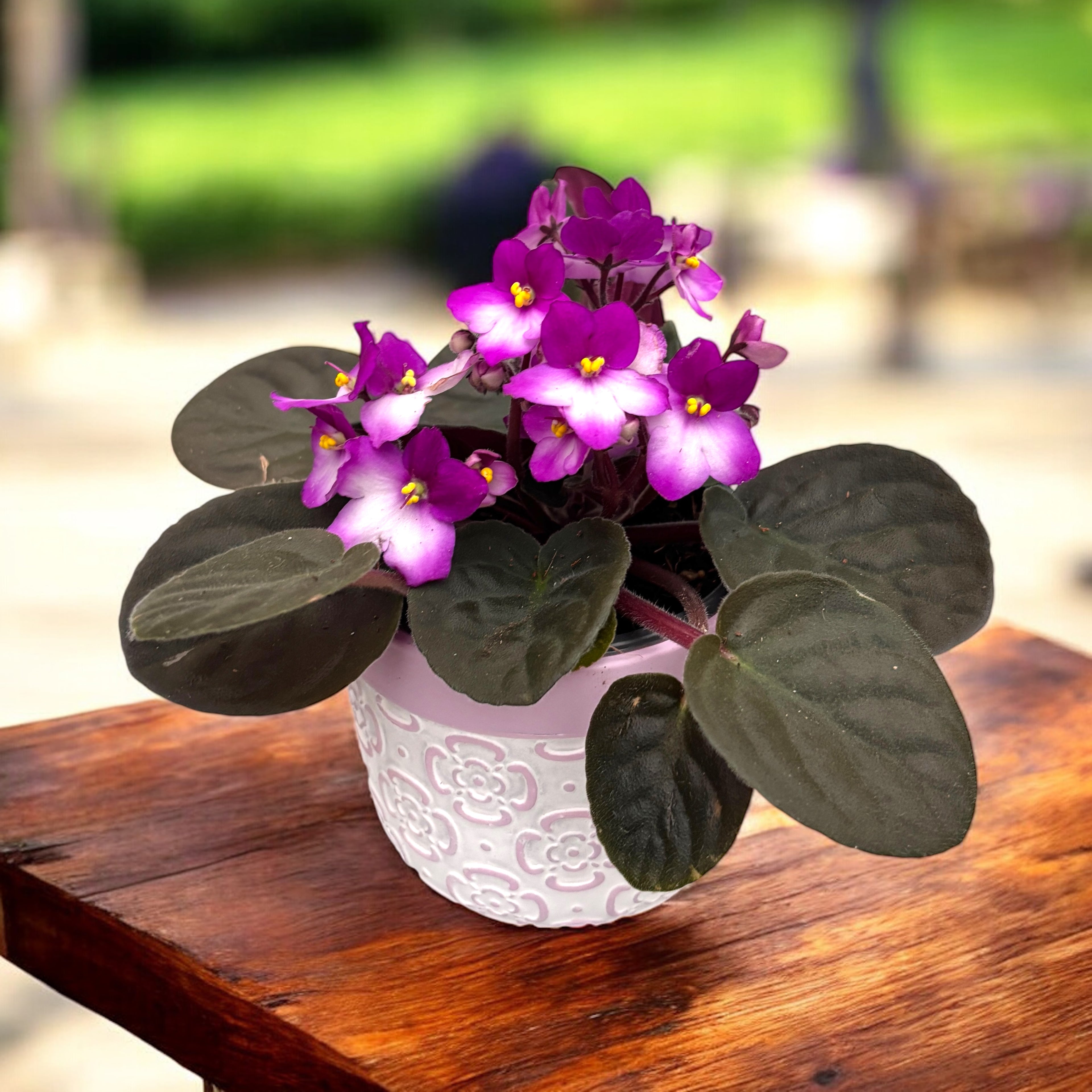 Saintpaulia Trendy Red - violete bicolore