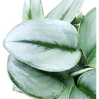 Scindapsus treubii 'Moonlight'  - exemplare XXL 6+ plante/ghiveci