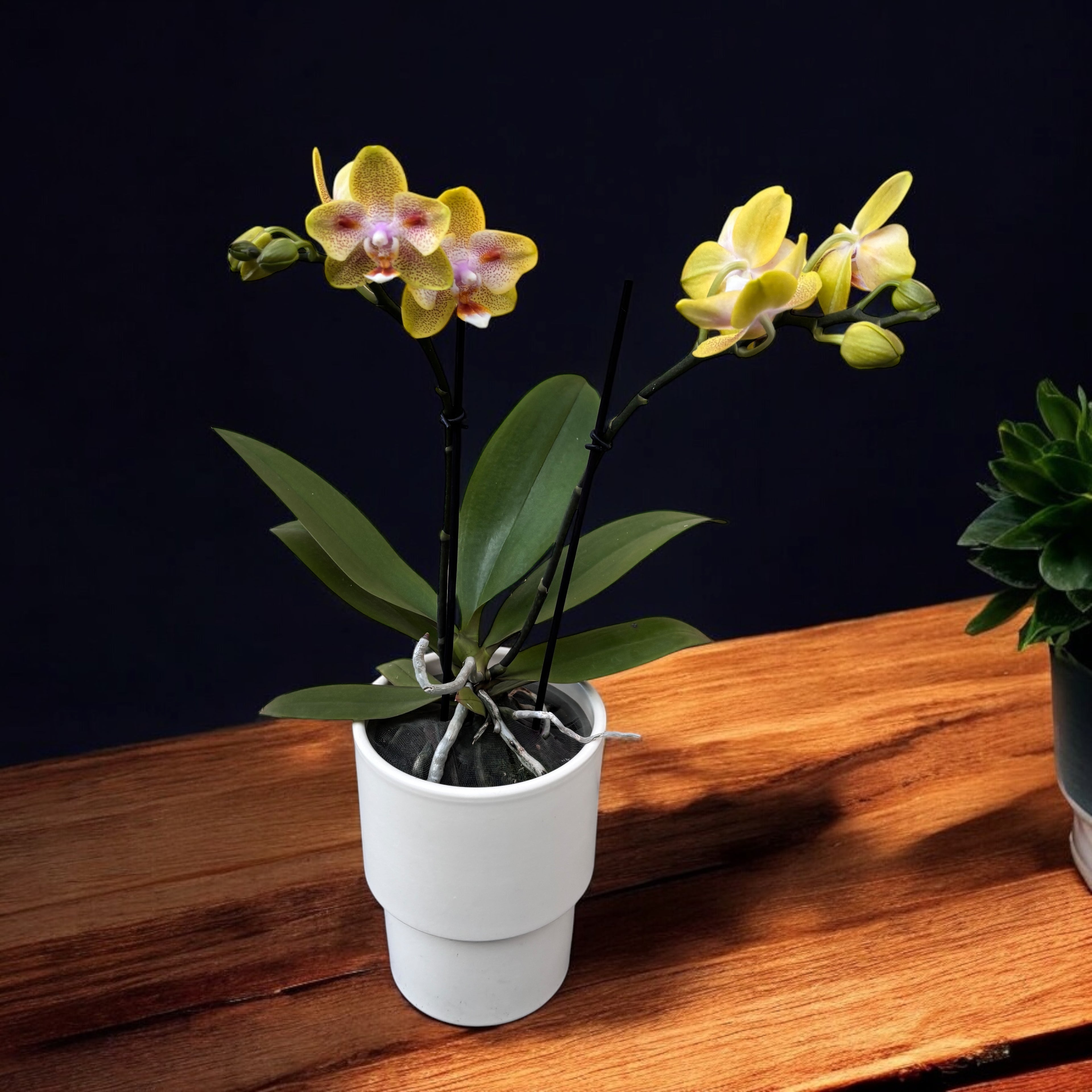 Phalaenopsis Yaphon Green Batman '417' (peloric)
