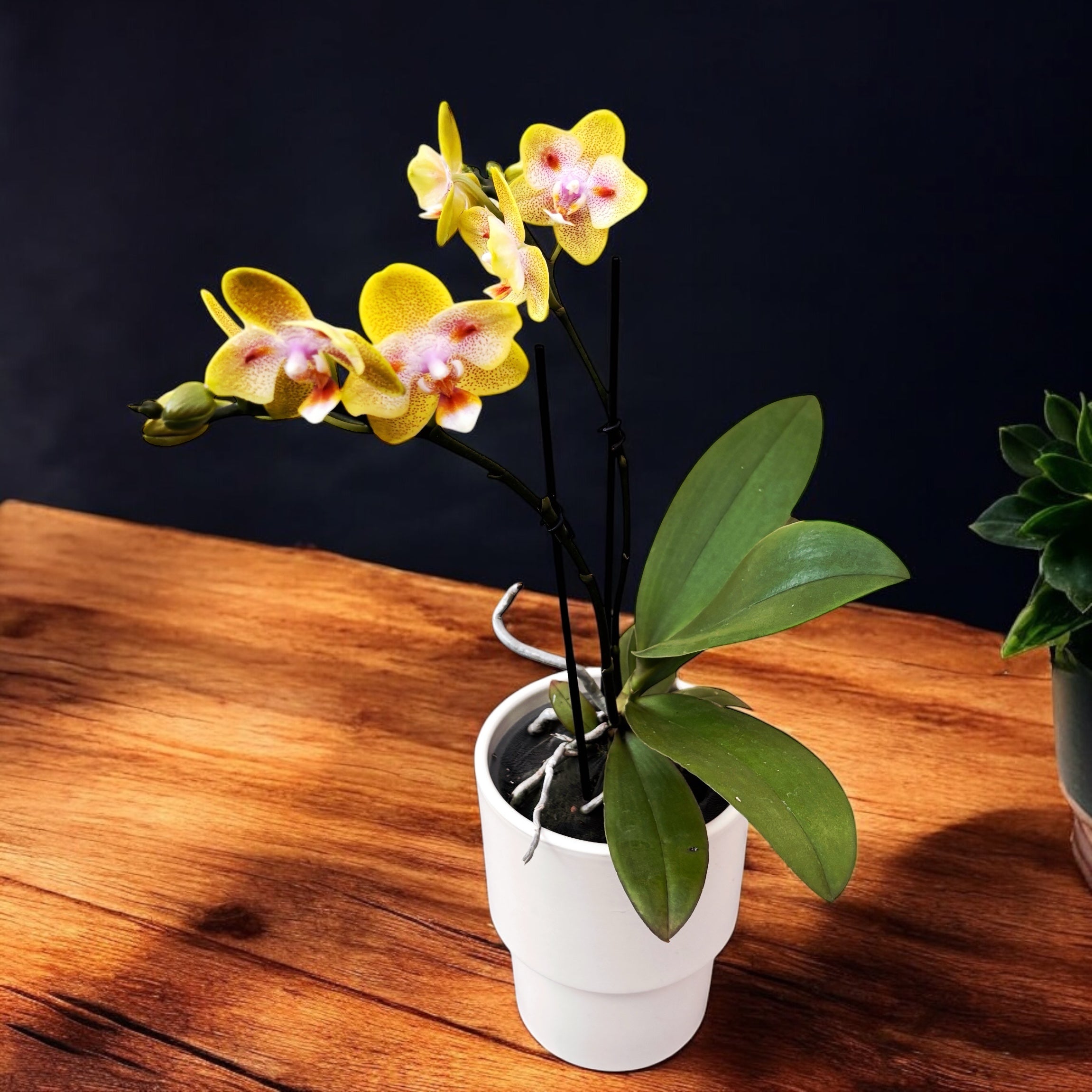 Phalaenopsis Yaphon Green Batman '417' (peloric)