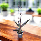 Encyclia cordigera - duftend
