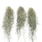 Tillandsia Usneoides, Spanish Moss ("Old Man's Beard")