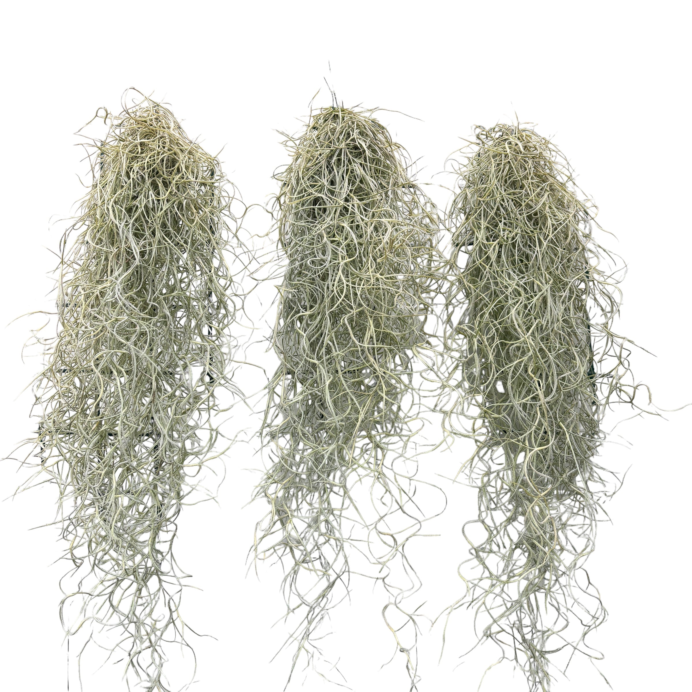 Tillandsia Usneoides, Spanish Moss ("Barba mosului")