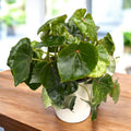 Begonia ‘Rouge Variegated’ - variação baixa, exemplares XL