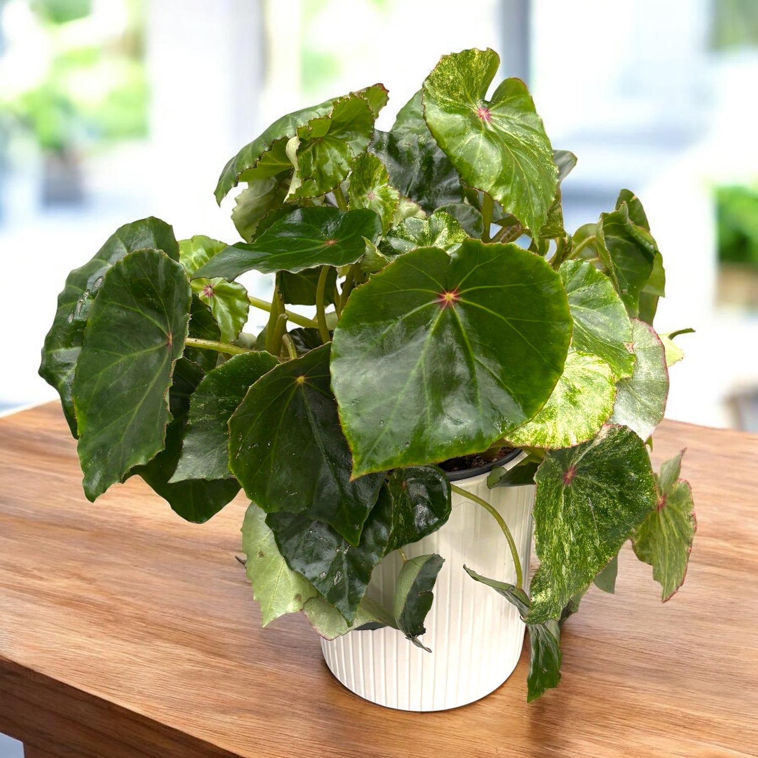 Bégonia « Rouge Variegated » - variété spectaculaire avec feuillage velouté