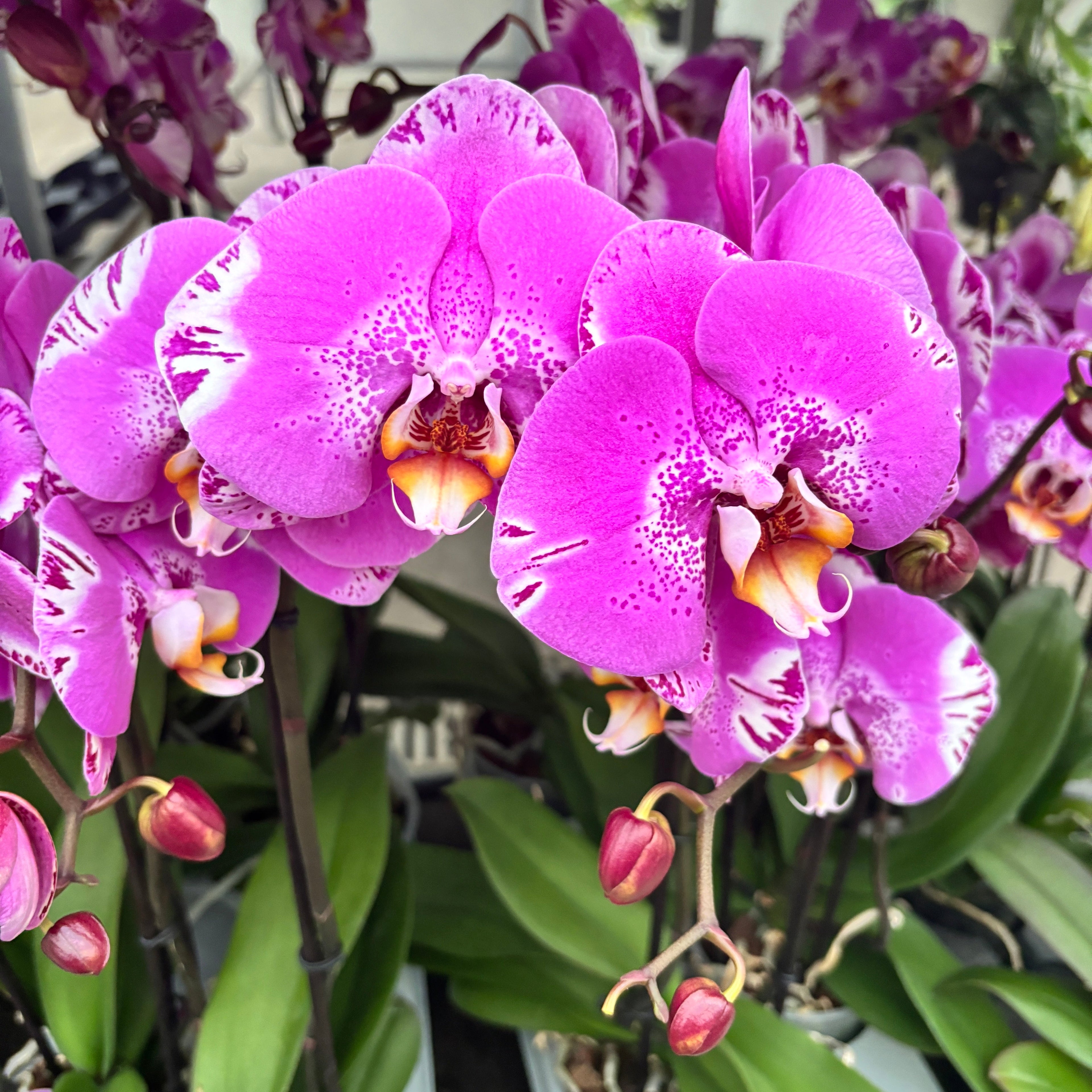 Phalaenopsis Victoria - fleur XXL (14 cm)
