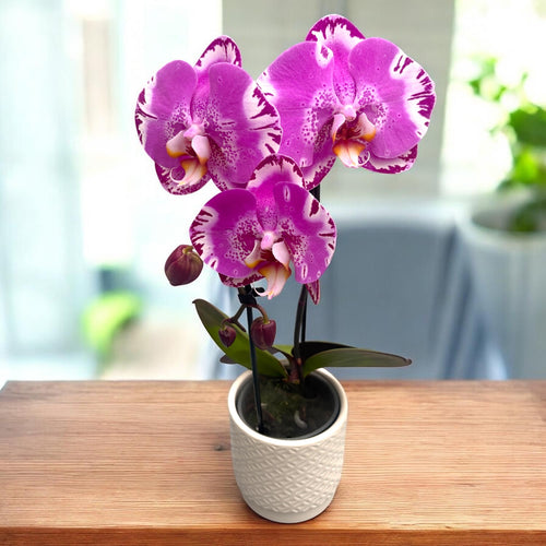 Phalaenopsis Victoria - XXL-Blume (14 cm)