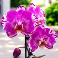Phalaenopsis Victoria - fleur XXL (14 cm)