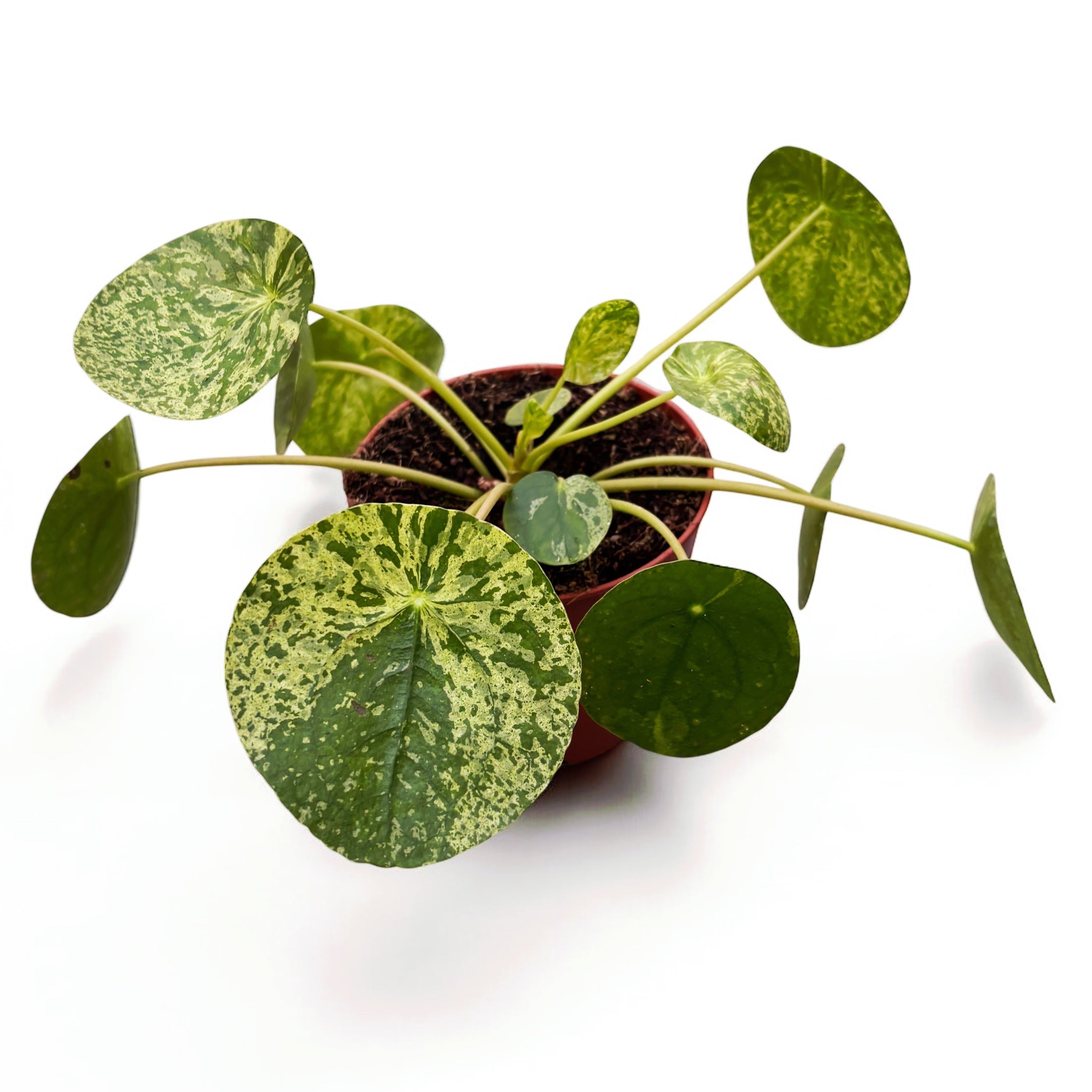 Pilea peperomioides 'Mojito’ - planta cu aspect exotic si frunzis variegat