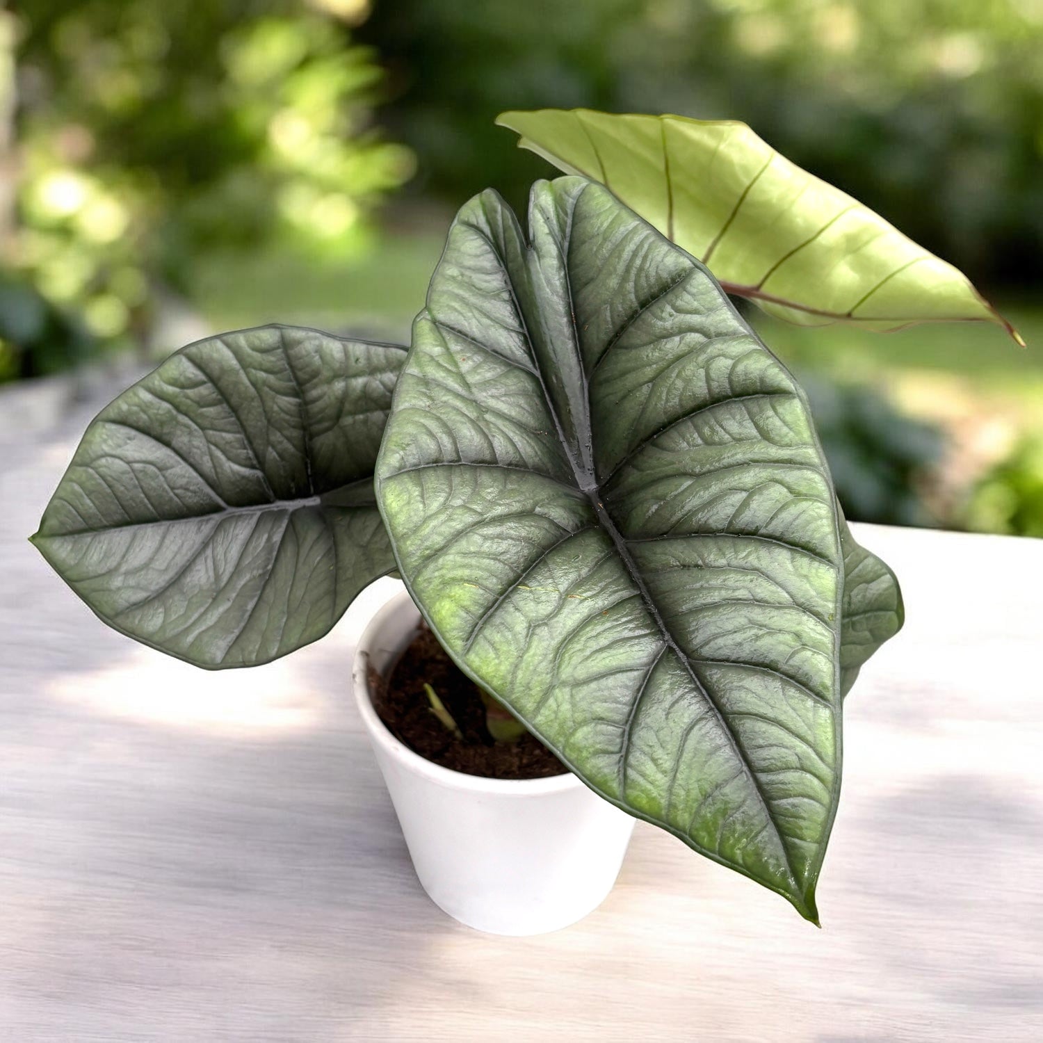 Alocasia 'Platinum' - redka sorta s srebrno-metalnim listjem