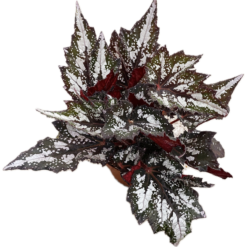 Begonia Bewitched Wintergreen