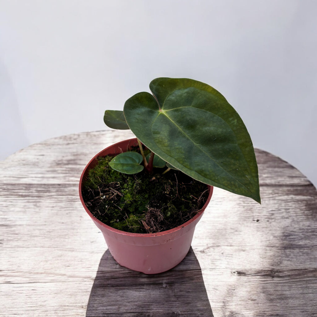 Anthurium papillilaminum