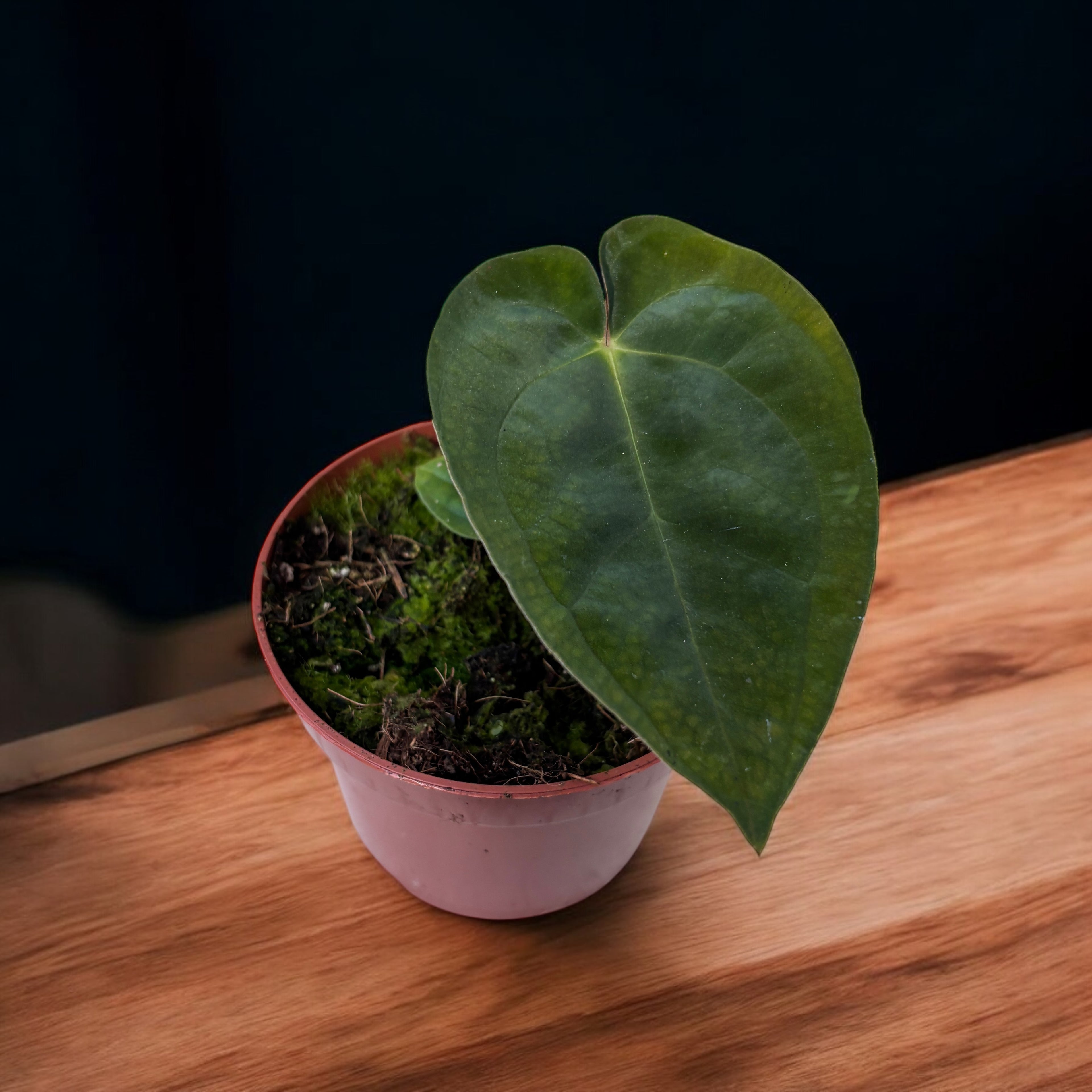 Anthurium papillilaminum