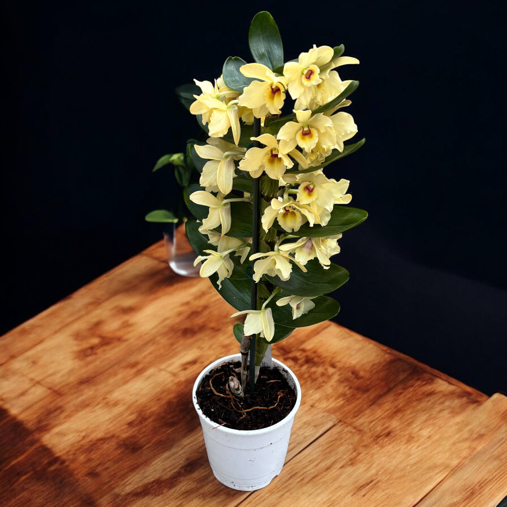 Dendrobium Yellow Magic 'Festival'