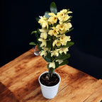 Dendrobium Yellow Magic 'Festival'