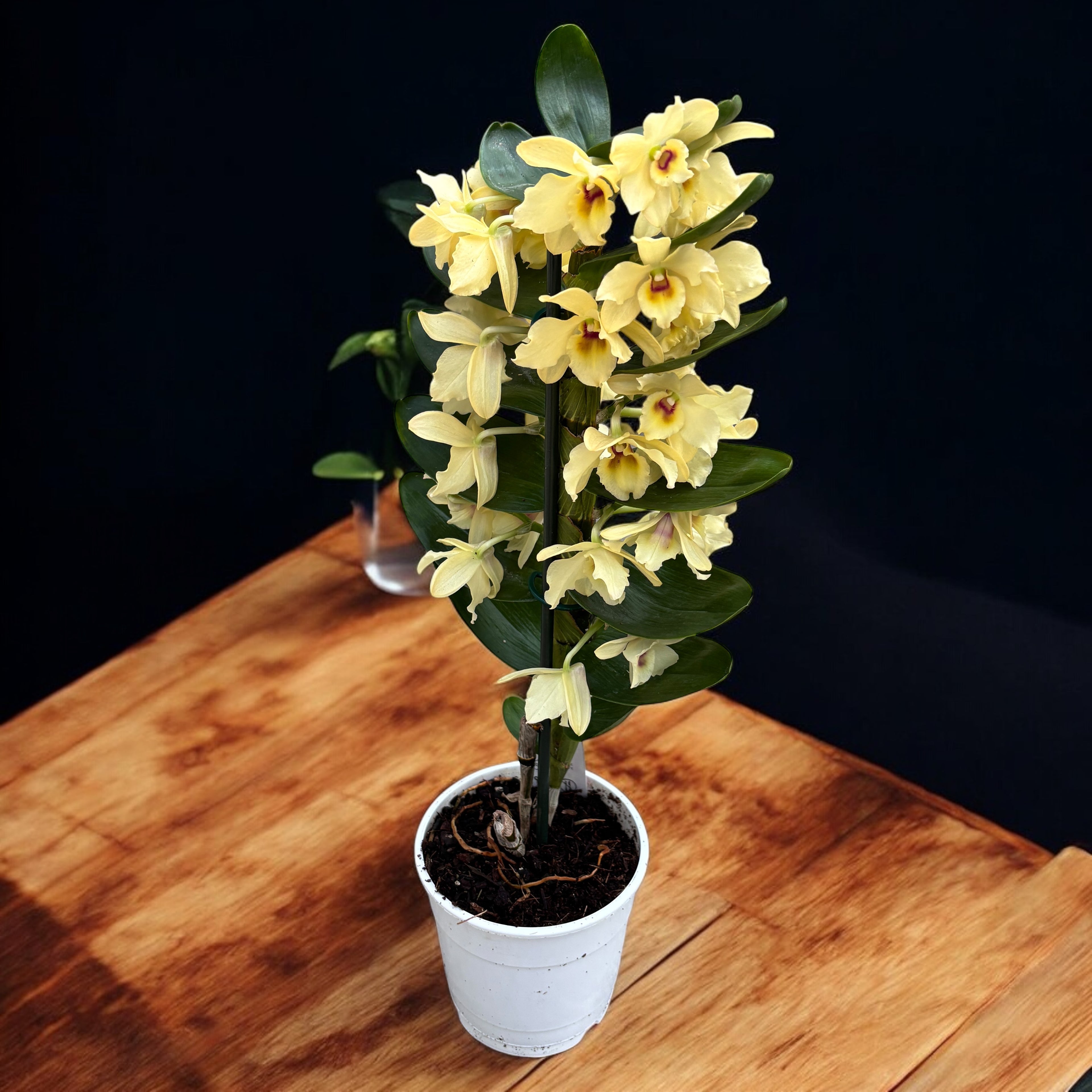 Dendrobium Yellow Magic 'Festival'