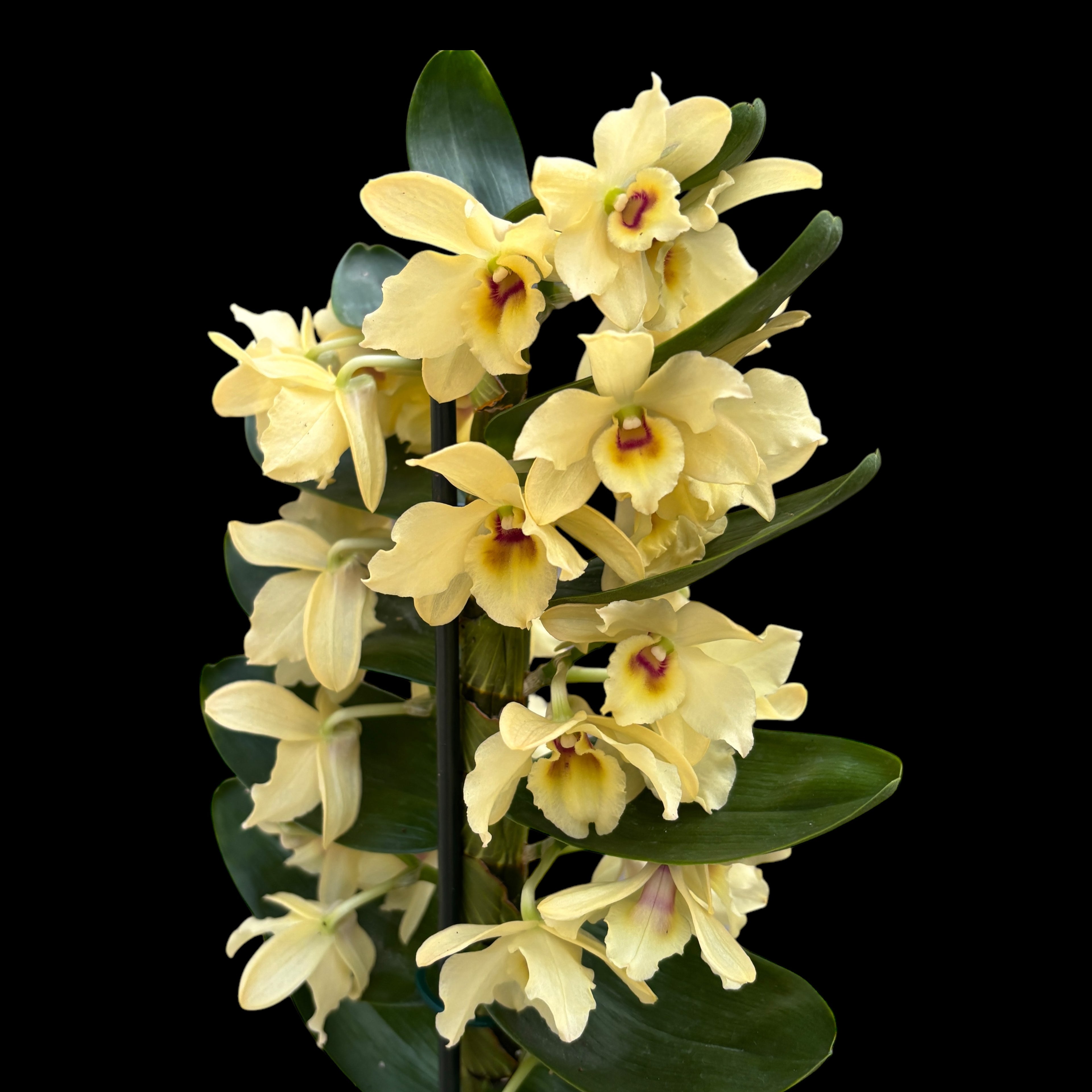 Dendrobium Yellow Magic 'Festival'
