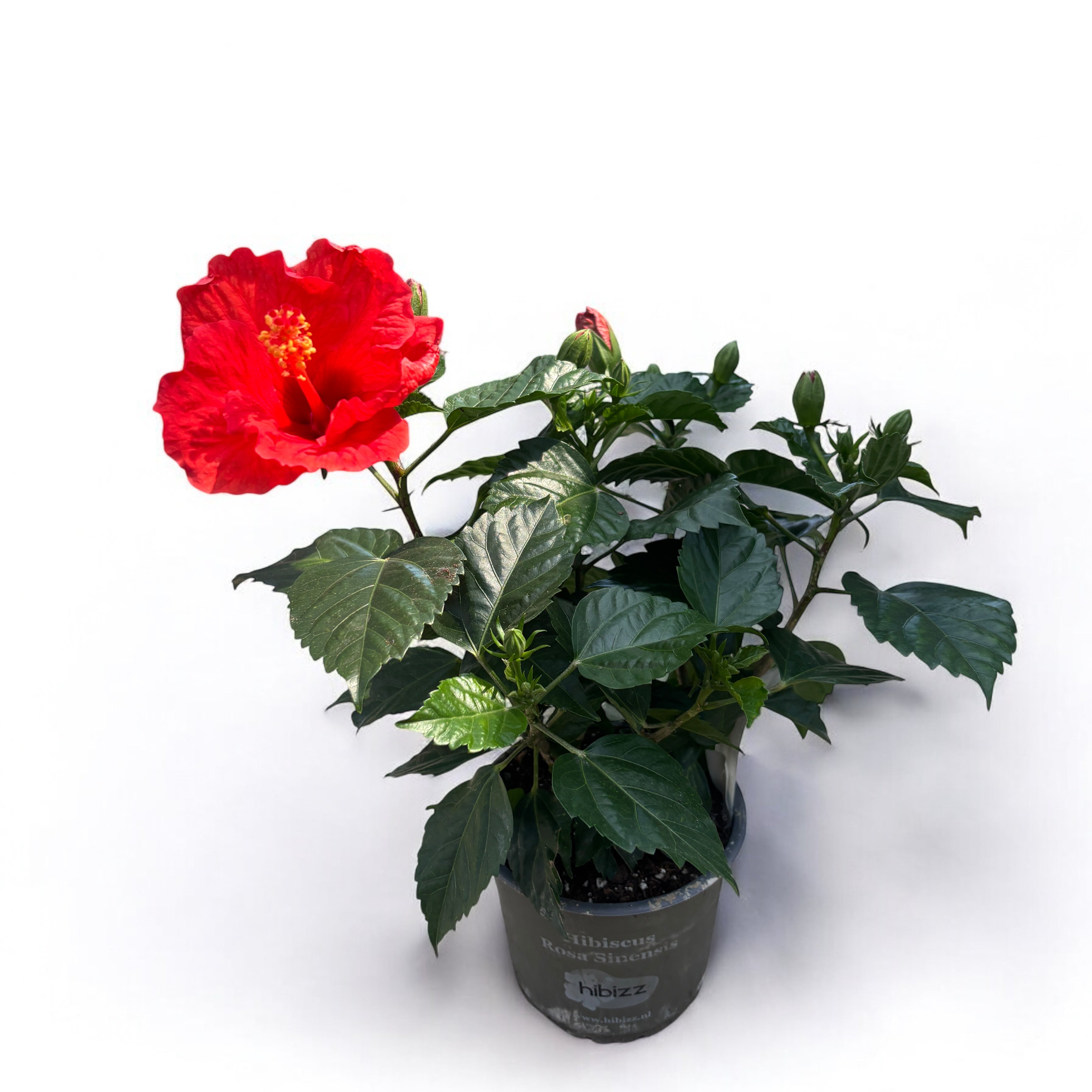 Hibiscus rosa-sinensis 'Sunny Bordeaux' - trandafiri japonezi