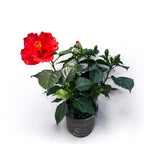 Hibiscus rosa-sinensis ‘Sunny Bordeaux’ - japonski vrtnici