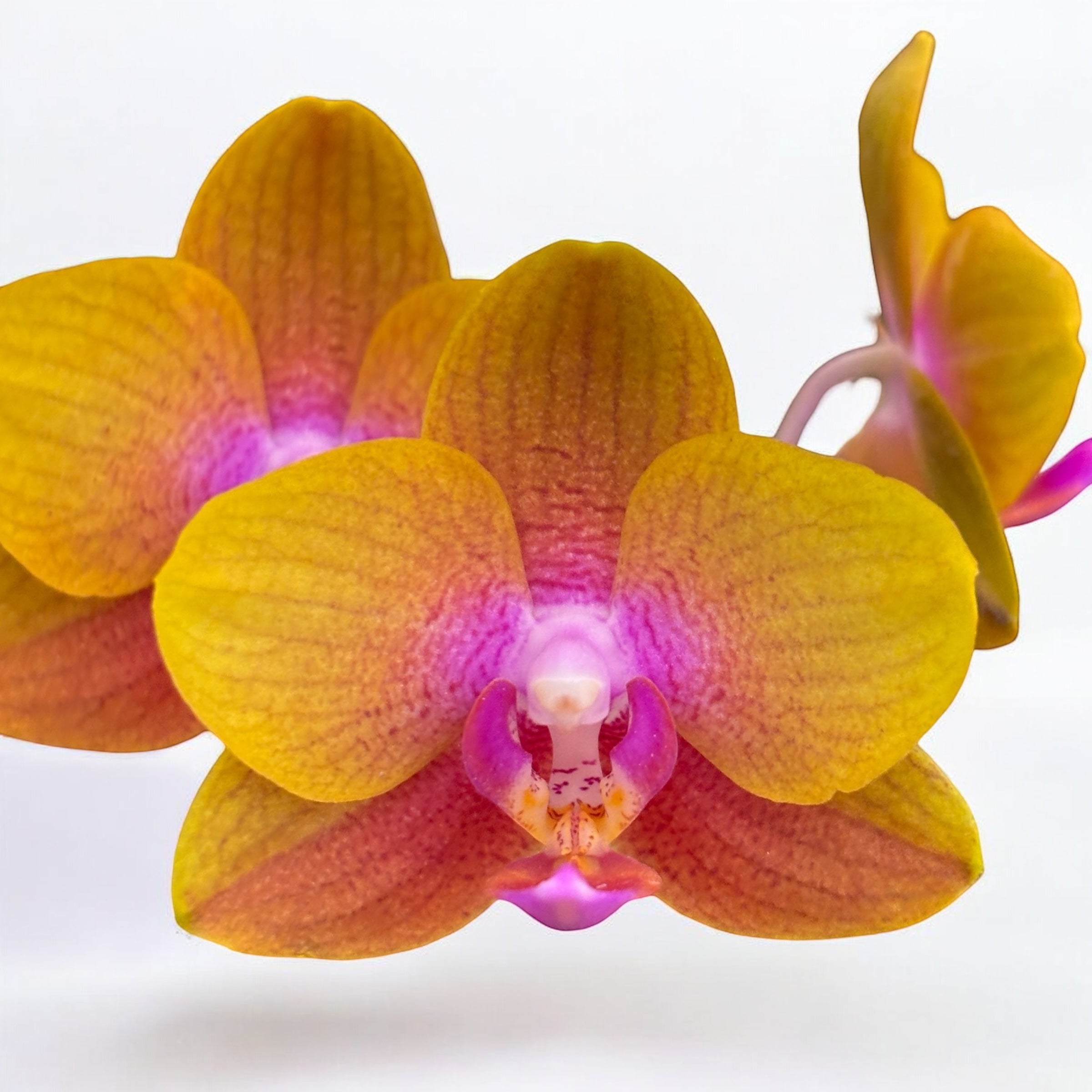Phalaenopsis Brother Sara Gold - profumato