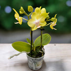 Phalaenopsis Yellow Miracle (Suzy) vonná