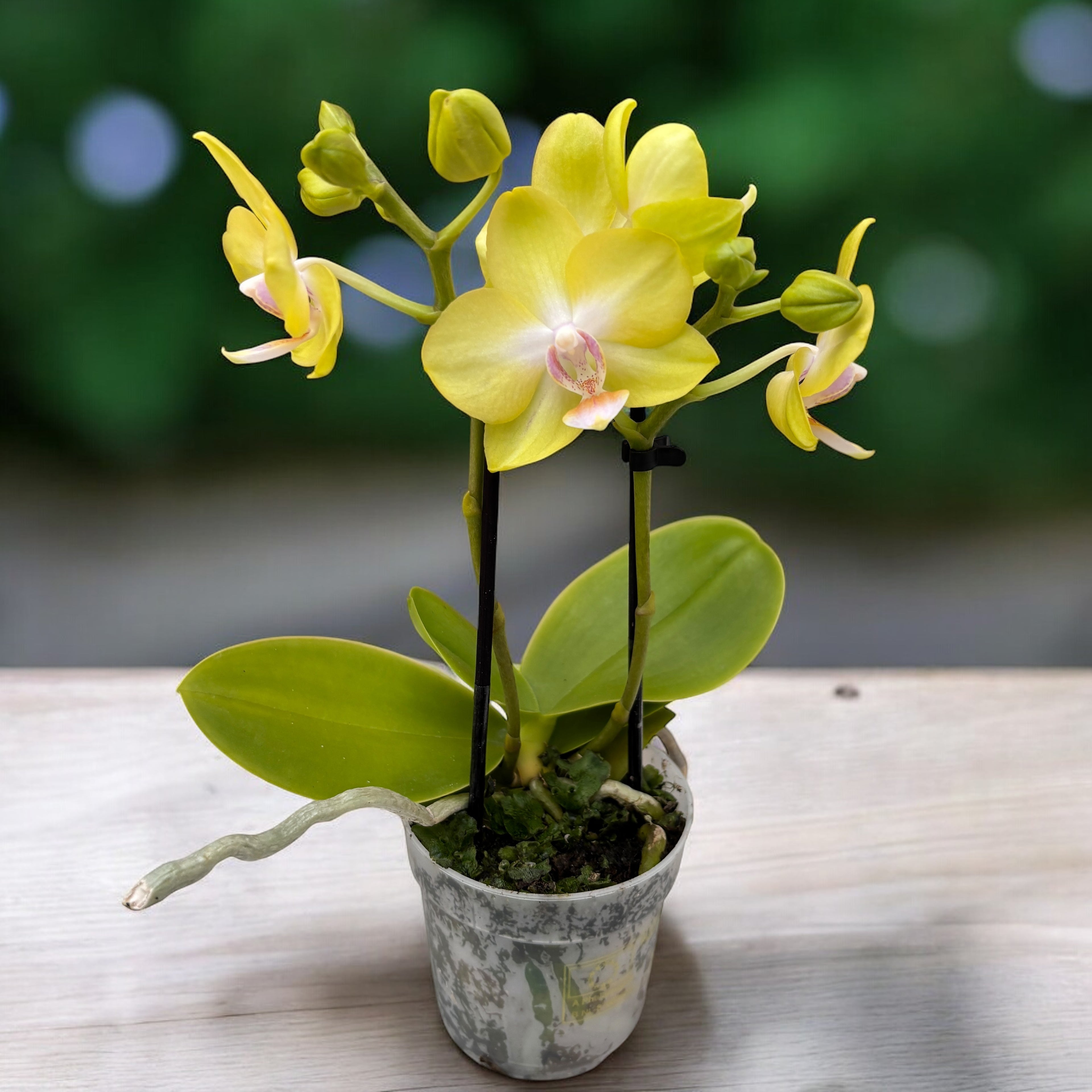Phalaenopsis Yellow Miracle (Suzy) duftend
