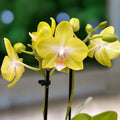 Phalaenopsis Yellow Miracle (Suzy) vonná