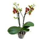 Phalaenopsis 'Bambula' vahamaiset kukat