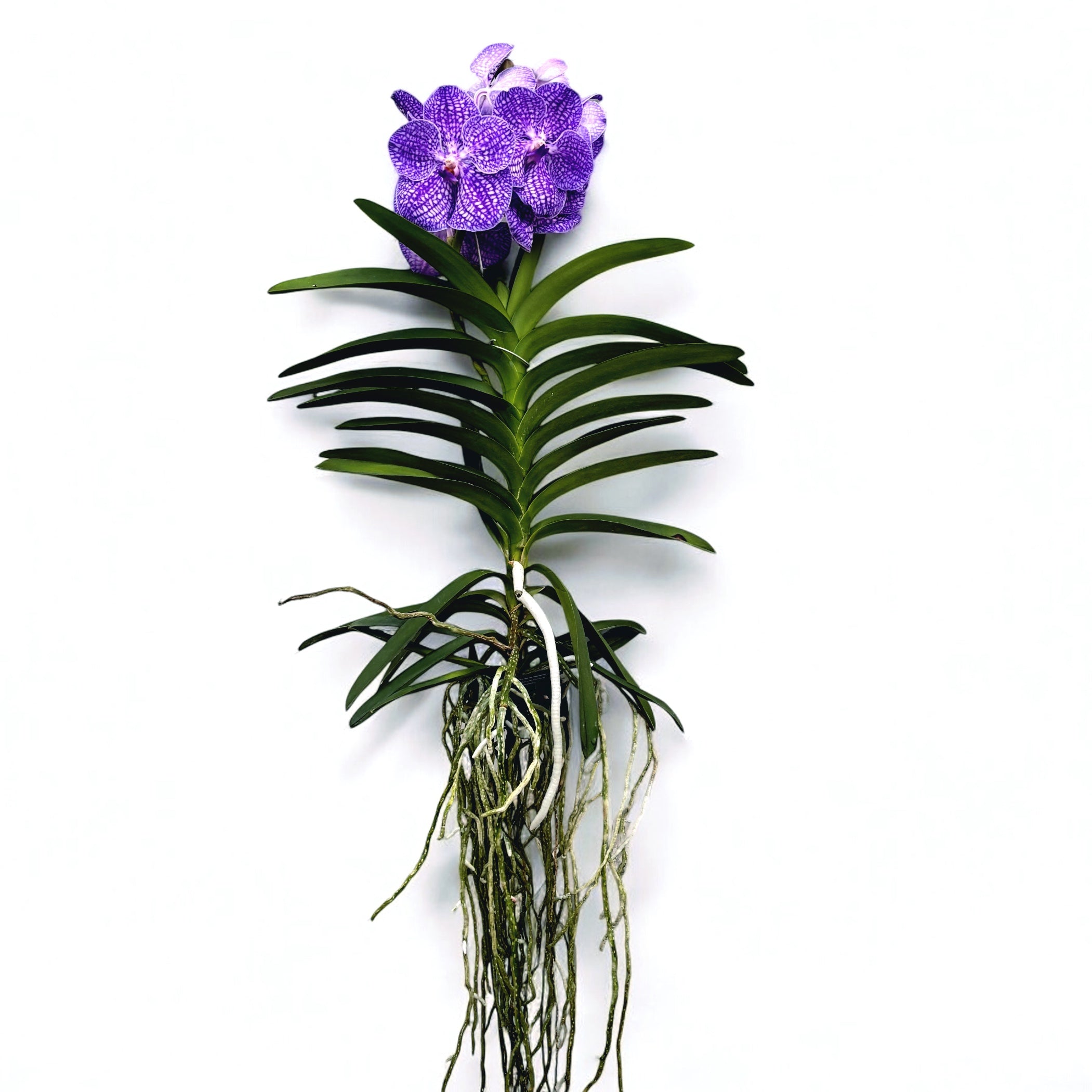 Vanda Kanchana Indigo (Ansu)