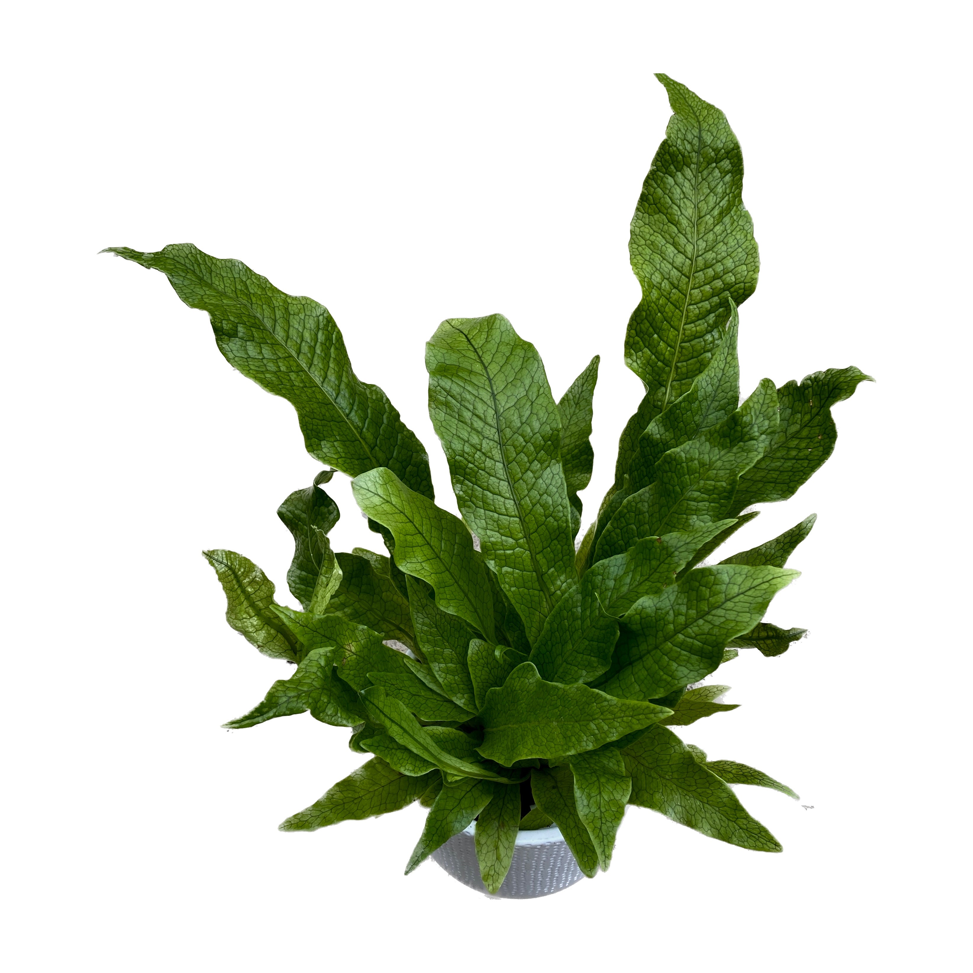 Microsorum musifolium Crocodyllus