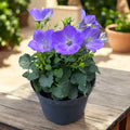 Campanula carpatica ‘Pearl Blue’ - clopotei albastri, planta perena rezistenta la ger