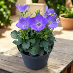 Campanula carpatica ‘Pearl Blue’ - clopotei albastri, planta perena rezistenta la ger